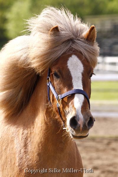 Hryssa von Heidmoor (6).JPG